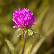 red clover.jpg